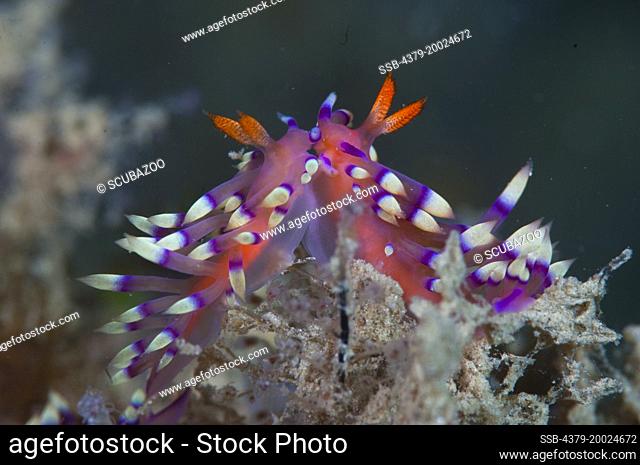 Two nudibranchs, Flabellina exoptata, facing each other interacting with courtship behaviour, Taliabu Island, Sula Islands, Indonesia