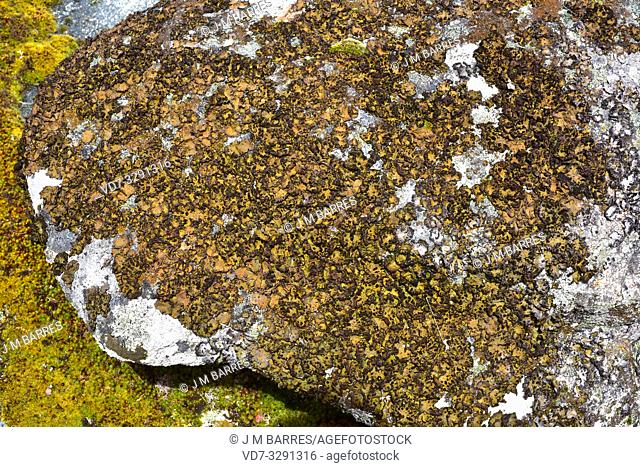 Lichen community dominated by Umbilicaria pustulata or Lasallia pustulata a foliose lichen. This photo was taken in Arribes del Duero Natural Park