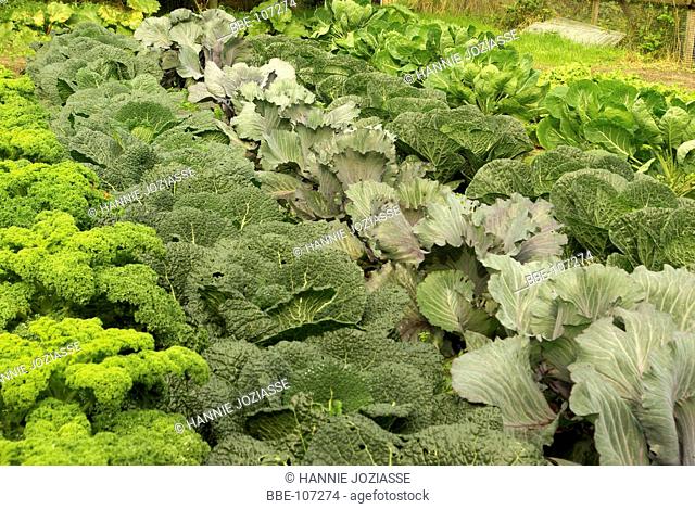 A kitchen garden with different kinds of cabbage like endive, red cabbage, kale, savoy, white cabbage and green cabbage