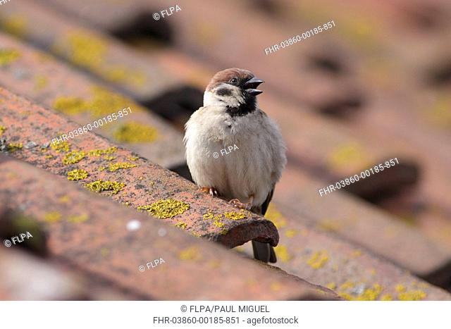 Eurasian Tree Sparrow (Passer montanus) adult, calling, perched on tiled roof, Bempton, East Yorkshire, England, June