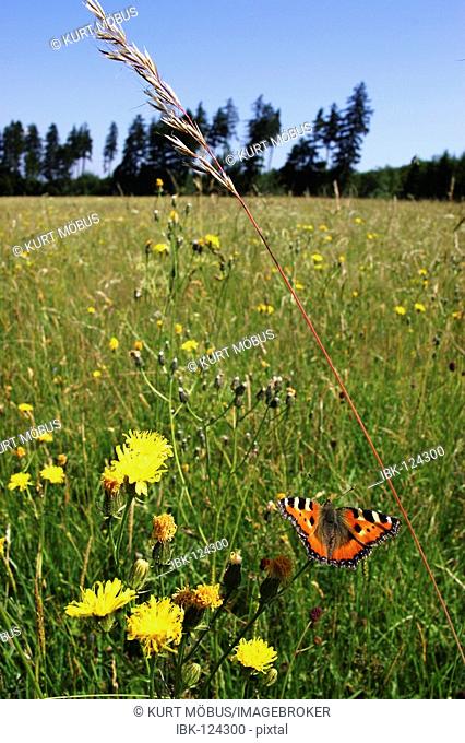 Butterfly-meadow - detail of a forest-meadow with yellow composites and Tortoiseshell Nymphalis urticae
