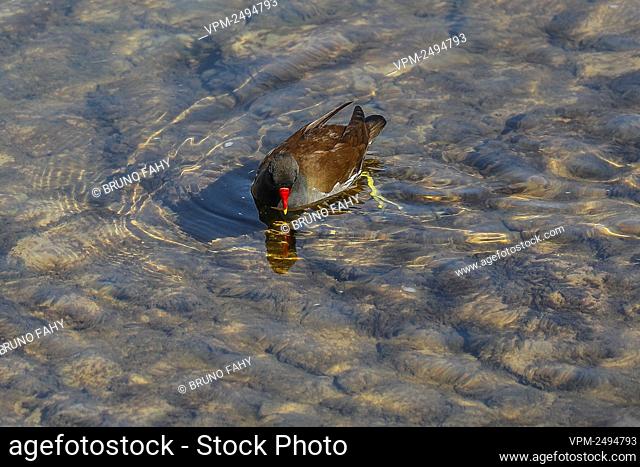 Illustration picture shows a bird in the river 'La Meuse' (Maas) in Namur, Friday 10 April 2020. Belgium is in its fourth week of confinement in the ongoing...