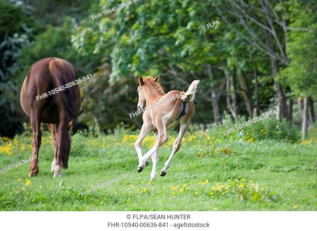 Horse, young foal, running towards mare in paddock, Oxfordshire, England, may