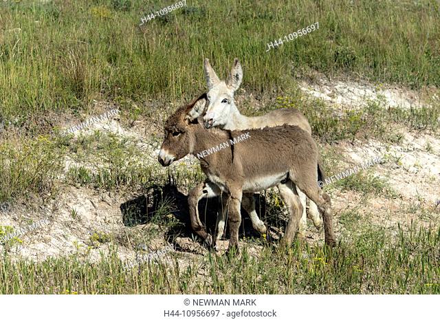 Wild burro, Custer, State Park, South Dakota, USA, United States, America, donkeys, animals, two