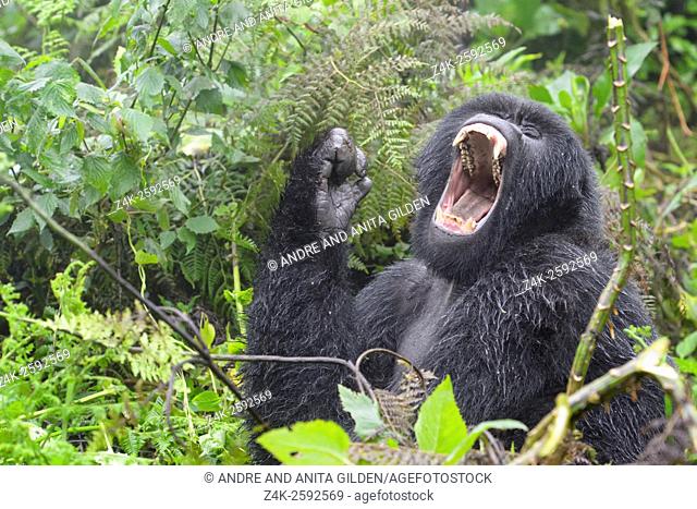 Mountain Gorilla (Gorilla gorilla beringei) female from the Agasha group, portrait in rain and yawning, Volcanoes national park, Rwanda