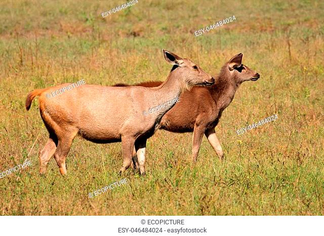 Two female sambar deer (Rusa unicolor), Kanha National Park, India