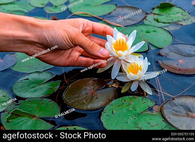 Closeup of male hand holding beautiful white lotus with yellow center floating with green leaves in lake of Northern Quebec in Canada