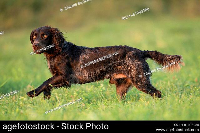 German Spaniel. Adult dog running on a meadow