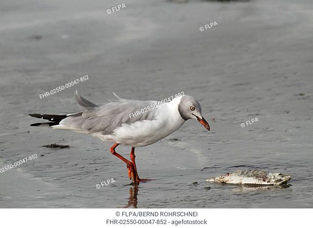 Grey-headed Gull Larus cirrocephalus adult, feeding, scavenging dead fish on beach, Gambia, january