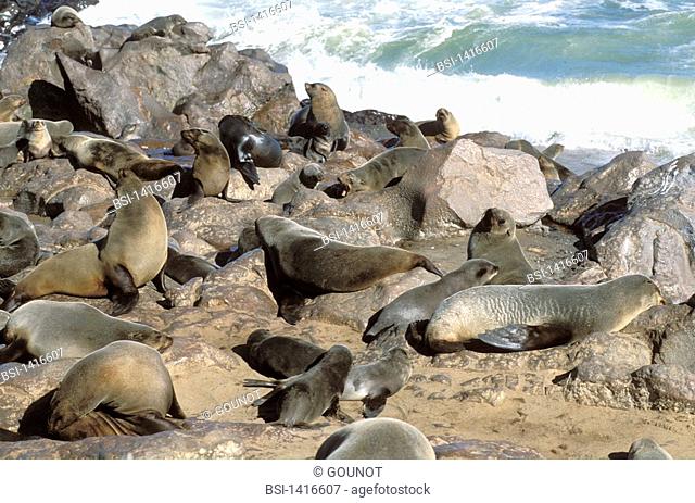 South African fur seal South African fur seal Arctocephalus pusillus, picture taken at Cape Cross in Namibia. Arctocephalus pusillus  South African fur seal...