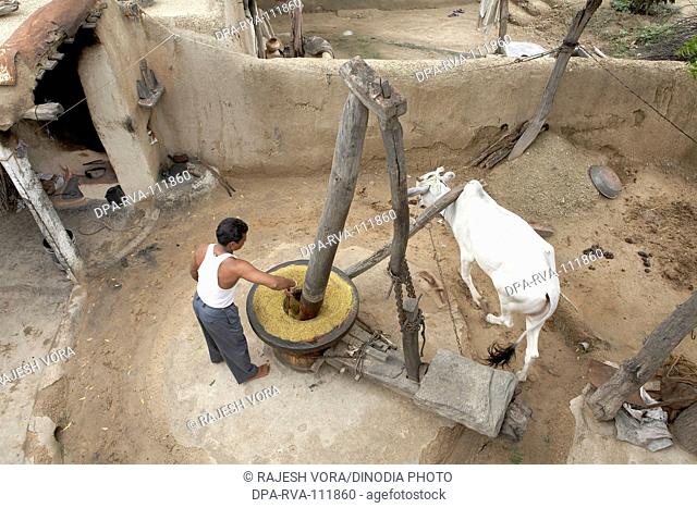 A man on the oil pressing mill regulating flow of mustard seeds ; Rajasthan ; India