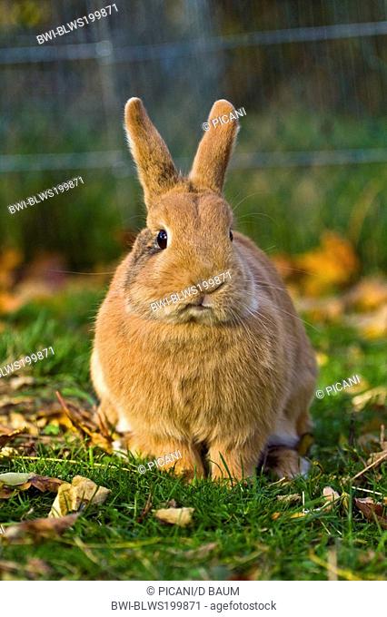 dwarf rabbit Oryctolagus cuniculus f. domestica, red dwarf rabbit sitting in meadow