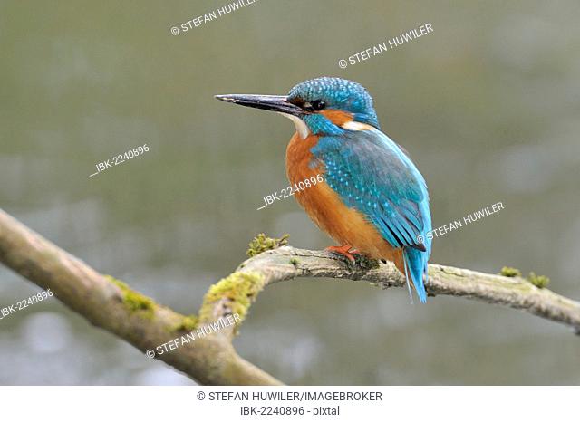 Common kingfisher (Alcedo atthis) perched on a branch, Cham, Switzerland, Europe