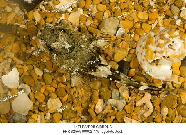 Long-spined Sea-scorpion Taurulus bubalis adult, in coastal rockpool, Dorset, England