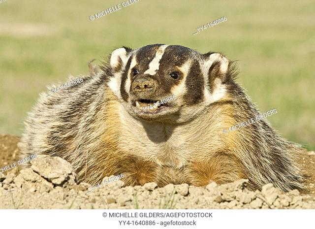 American badger, Taxidea taxus, grassland, North Dakota, USA