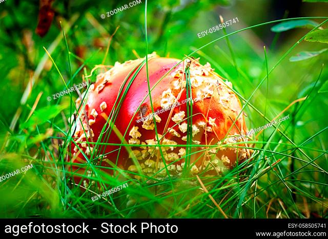 Amanita fly agaric mushroom with red cap close-up in forest grass