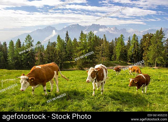 cows at an alpine meadow - landscape of Lienz Dolomites in Austria. Massive Alpine mountains. East Tyrol