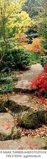 Japanese Maples (Acer palmatum) border gravel path with stone stepping-stones. Bellevue Botanical Garden. Washington. USA
