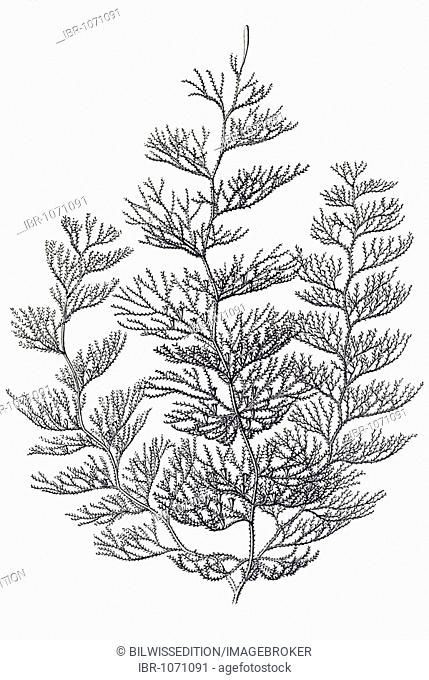 Historic illustration, tablet 25, title Sertulariae, marine cnidaria, name Diphasia, 10/ Dynamena argentea, part of a branch, Ernst Haeckel