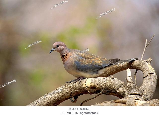 Laughing Dove, (Streptopelia senegalensis), adult on branch, Kruger Nationalpark, South Africa, Africa