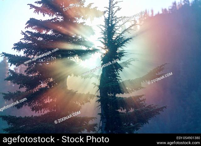 Sun beams in summer green forest