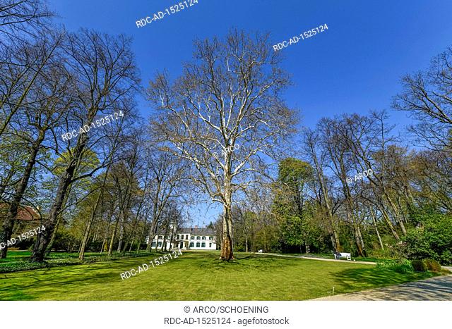 Ahornblaettrige Platane, Platanus acerifolia, Garten, Britzer Schloss, Alt-Britz, Neukoelln, Berlin, Deutschland