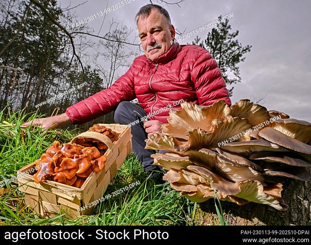 11 January 2023, Brandenburg, Drebkau: Lutz Helbig, mushroom consultant, shows a small selection of real winter mushrooms in a forest in Lusatia