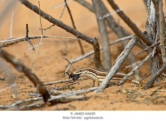 Western three-striped skink Mabuya occidentalis with beetle, Kgalagadi Transfrontier Park, encompassing the former Kalahari Gemsbok National Park, South Africa
