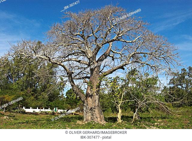Baobab tree on Ibo island, Quirimbas islands, Mozambique, Africa