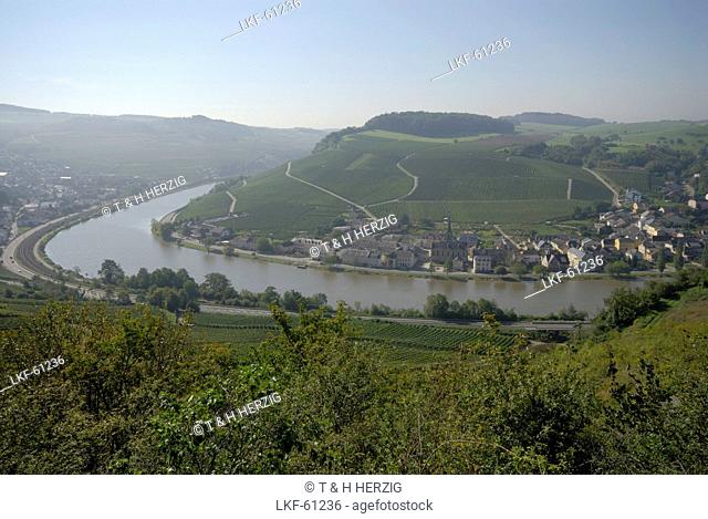 Vineyards at river Moselle, Machtum, Luxembourg, Europe