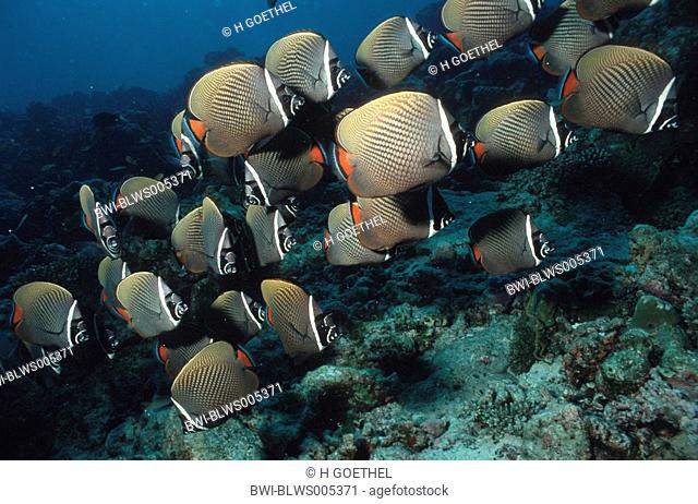 red-tailed butterflyfish Chaetodon collare, shoal, Maldives, Fehigili