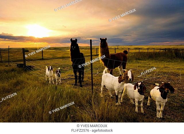 Goats and Llamas in field at sunset near Moose Jaw, Saskatchewan