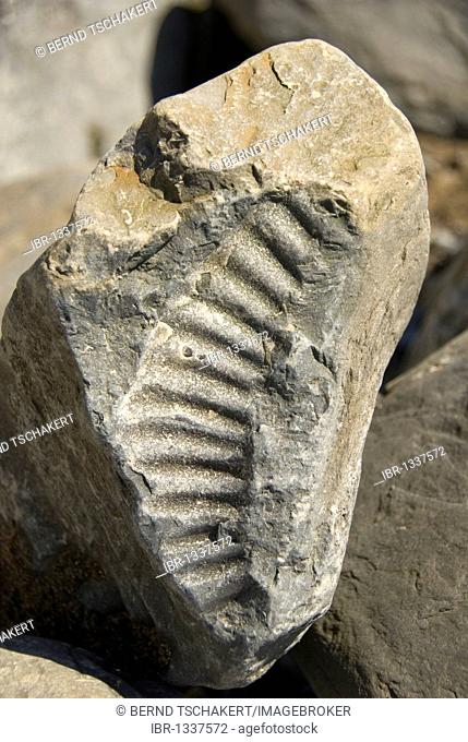Ammonite fossil, beach, Nash Point, Glamorgan Heritage Coast, South Wales, Wales, United Kingdom, Europe