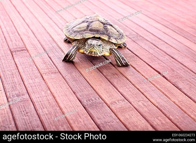 Little turtle crawling on wooden background