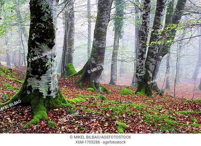 beechwood in autumn  Saja-Besaya Natural Park  Cabuerniga valley  Cantabria, Spain