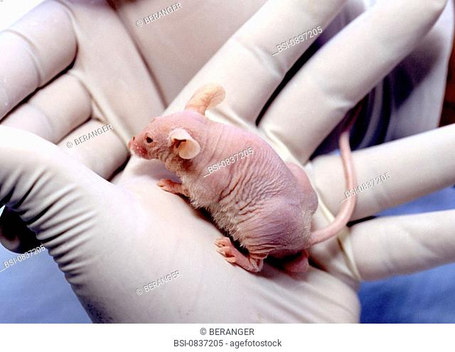 LABORATORY MOUSE<BR>Photo essay from laboratory