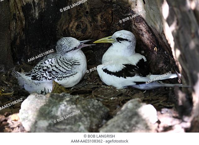 White-tailed Tropicbird, Phaeton leturus, Bird Island, Seychelles