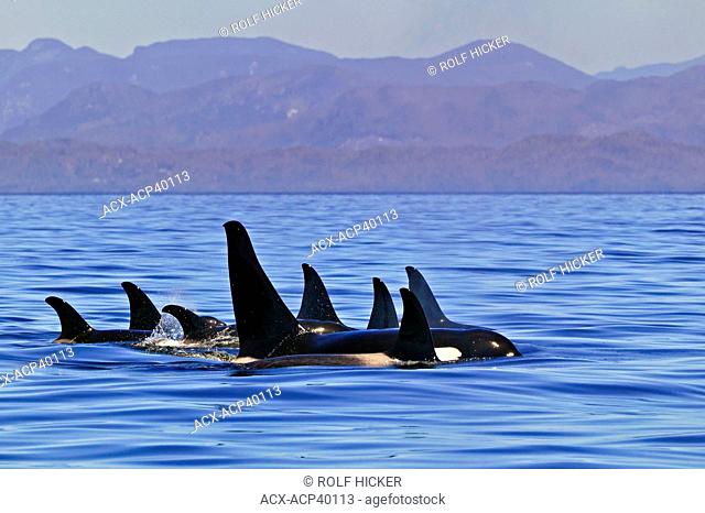 Killer Whales Orcinus orca in the Queen Charlotte Strait, off Northern Vancouver Island, British Columbia, Canada