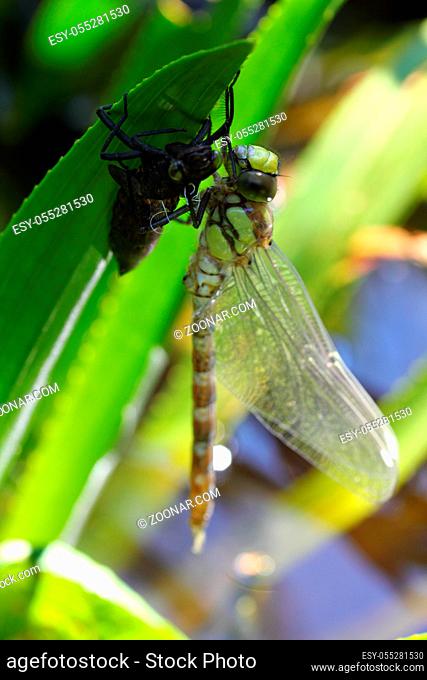 The dragonflies (Odonata) make an order within the class of insects (Insecta)	 Die Libellen (Odonata) bilden eine Ordnung innerhalb der Klasse der Insekten...
