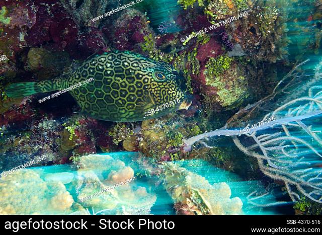 Cayman Islands, Honeycomb cowfish (Lactophrys polygonia)