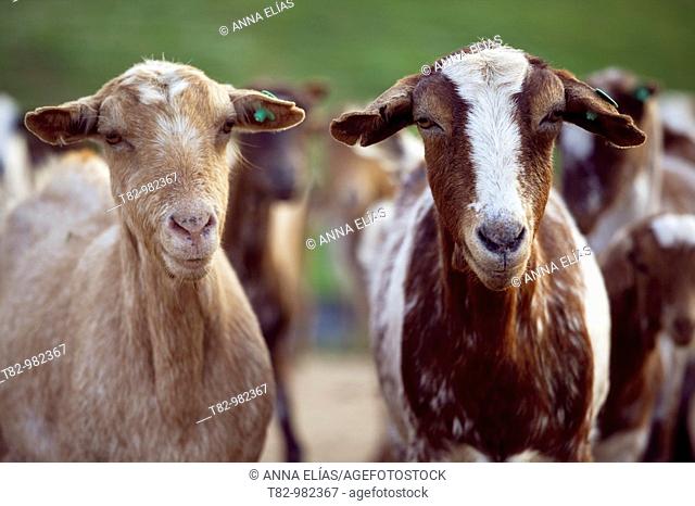 Organic farm goats in Ayamonte, Huelva province, Andalucia, Spain