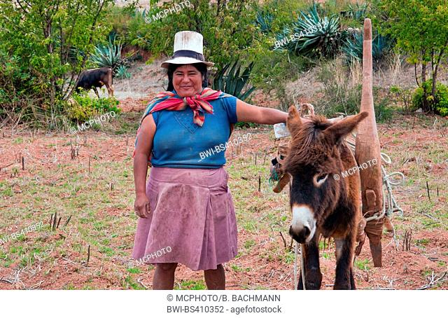 Domestic donkey (Equus asinus asinus), elderly female Peruvian in traditional clothing with a burro, Peru, Chinchero