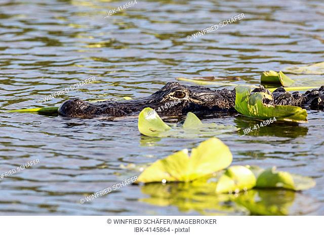 American alligator (Alligator mississippiensis) in water, Everglades National Park, Florida, USA