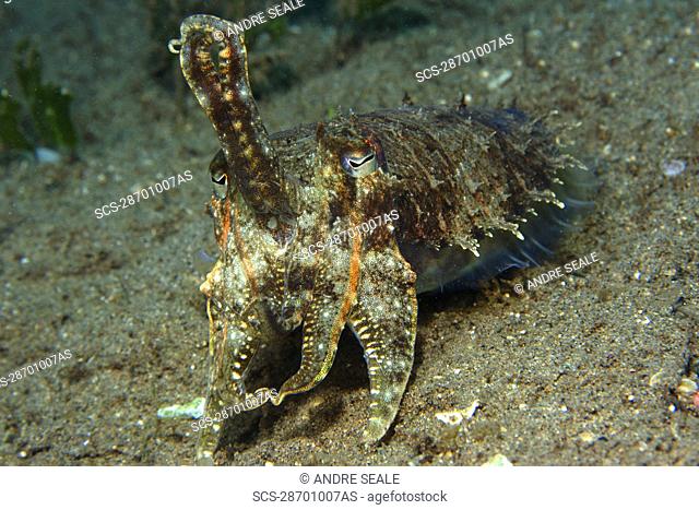 Reef cuttlefish, Sepia sp , Masaplod, Dumaguete, Negros Island, Philippines