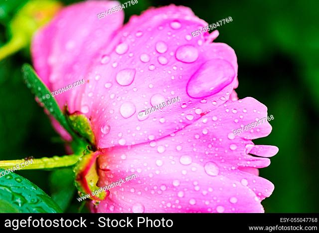 Close up on purple flower with water drops