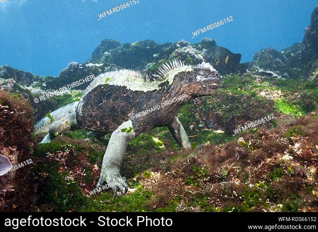 Marine Iguana feeding at Sea, Amblyrhynchus cristatus, Cabo Douglas, Fernandina Island, Galapagos, Ecuador