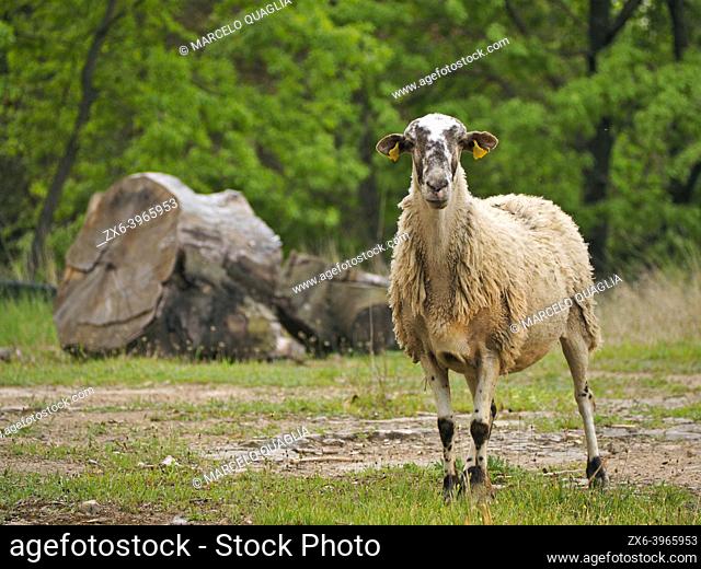 Sheep. Santa EulÃ lia village countryside. Lluçanès region, Barcelona province, Catalonia, Spain