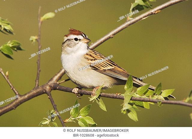 Chipping Sparrow (Spizella passerina), adult perched in tree, Uvalde County, Hill Country, Central Texas, USA