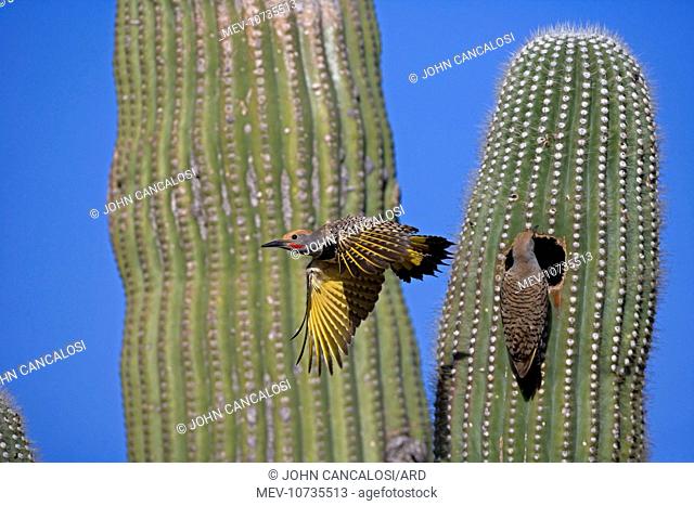 Gilded Flicker - male flying from nest, female in nest in saguaro cactus (Colaptes chrysoides)