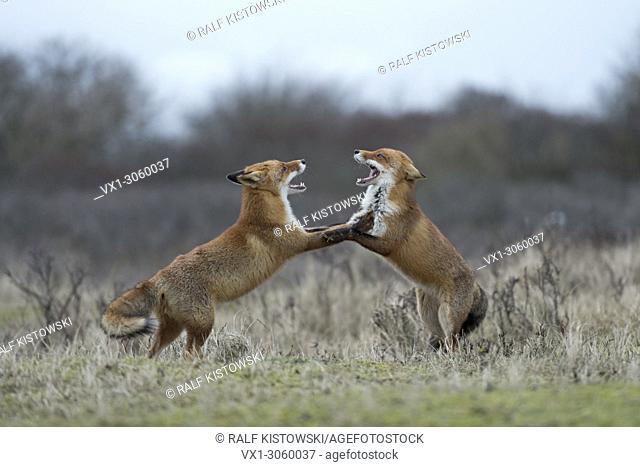 Red Foxes (Vulpes vulpes) in fight, fighting, standing on hind legs, threatening with wide open jaws, while rutting season, wildlife, Germany, Europe